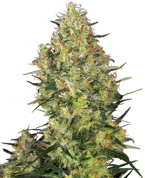 Shiva Skunk®  - reg. - 10 Stk. - Sensi Seeds