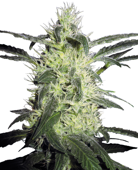 Silver Haze® - fem. - 3 Stk. - Sensi Seeds