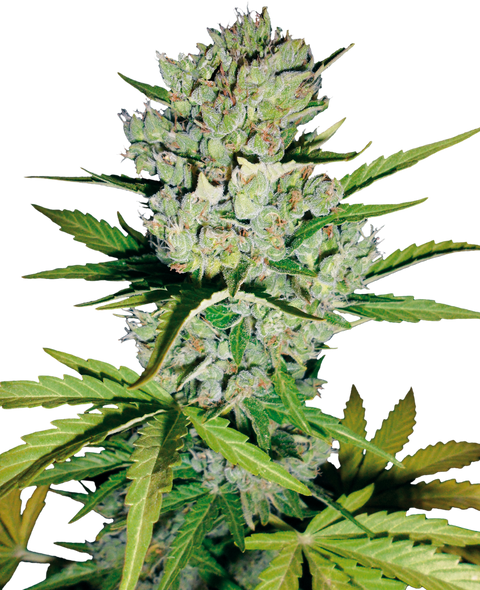 Skunk #1 - auto - 3 Stk. - Sensi Seeds