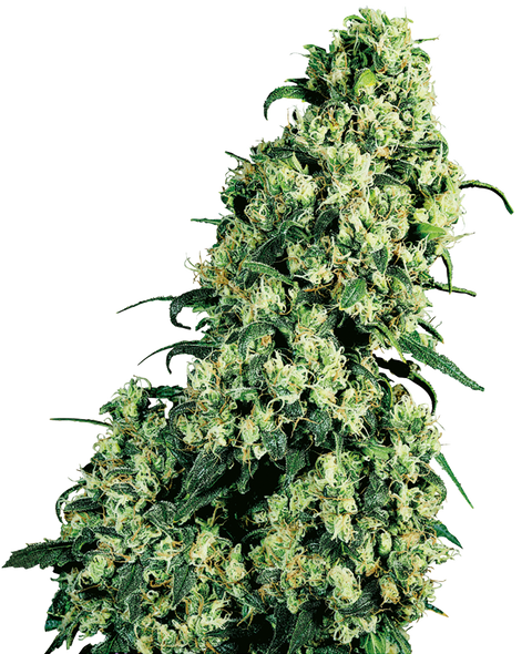Skunk No1® - fem. - 3 Stk. - Sensi Seeds