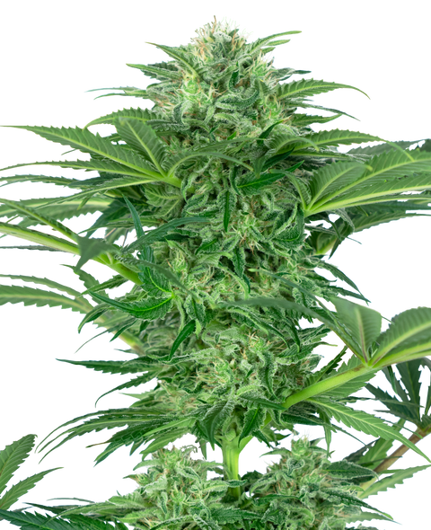 Skunk Dream CBD - fem. - 3 Stk. - Sensi Seeds