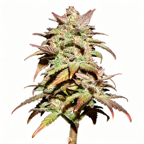 Smoothie Auto - fem. - 3 Stk. - 420 Fast Buds