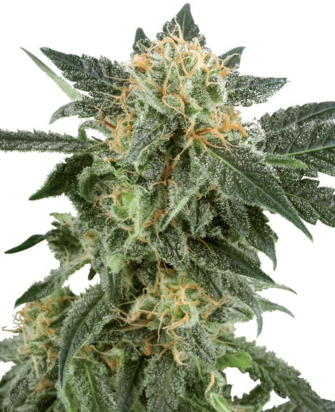 Snow Ryder - auto - 3 Stk. - Sensi Seeds