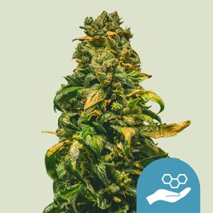 Solomatic CBD - auto - 3 Stk. -  Royal Queen Seeds