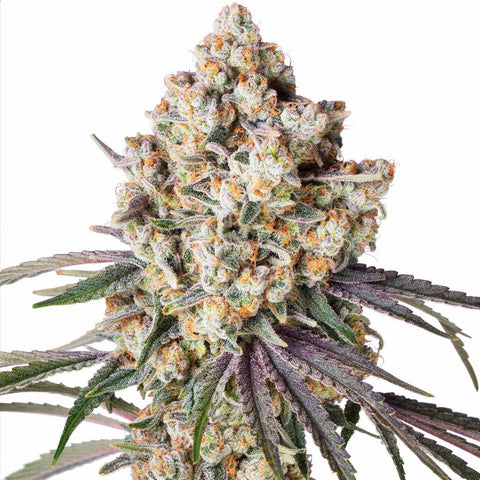 Stand & Deliver - fem - 5 Stk. - Botafarm