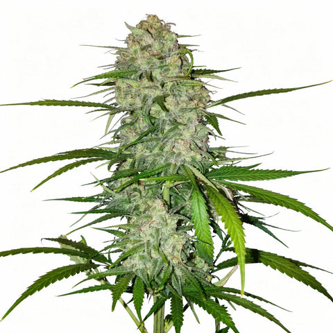 Stardawg Auto - fem. - 3 Stk. - 420 Fast Buds