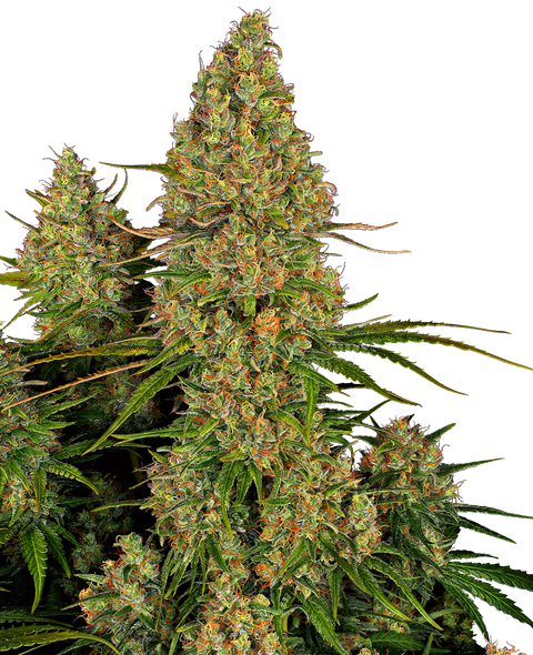 Sticky Orange XXl - auto - 3 Stk. - Sensi Seeds