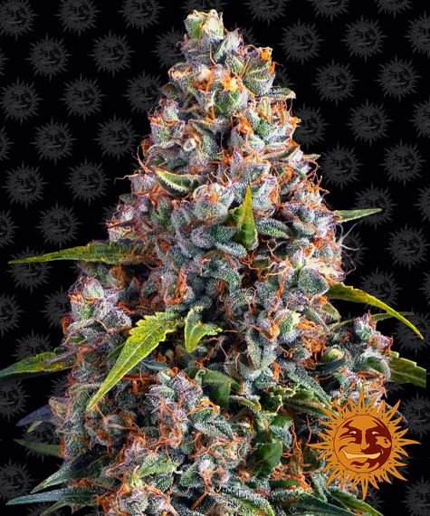 Strawberry Cheesecake - auto - 3 Stk. - Barney's Farm