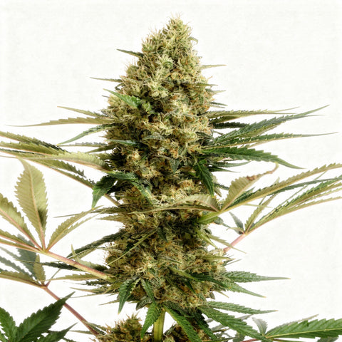 Strawberry Cube - auto - 3 Stk. - Exotic Seeds