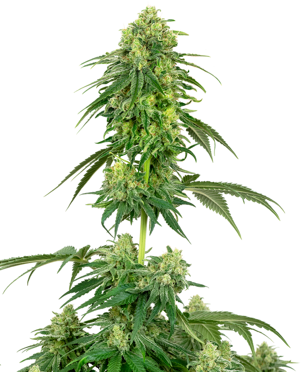 Strawberry Kush  - fem. - 3 Stk. - Sensi Seeds
