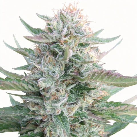 Strawberry OG - fem - 6 Stk. - The Cali Connection