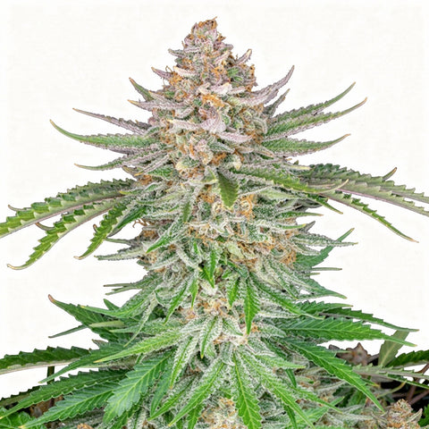 Strawberry Pie Auto - auto - 3 Stk. - 420 Fast Buds