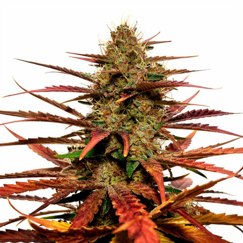 Studio 54 Stardust - auto - 3 Stk. - Sweet Seeds