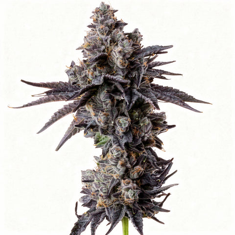 Studio Cherry - fem. - 3 Stk. - Wizard Trees