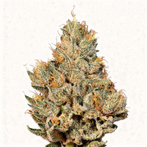 Studio sesh - fem. - 3 Stk. - Wizard Trees