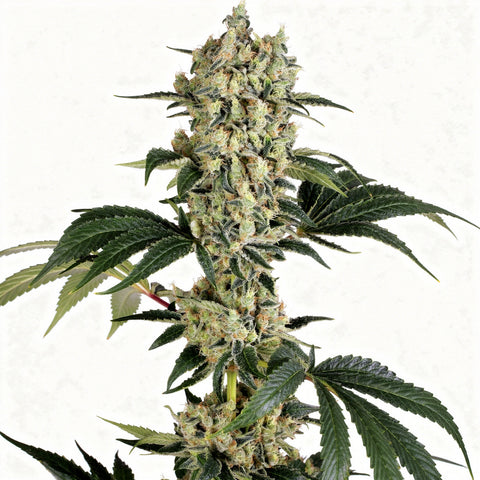 Sugar Larry - fem - 3 Stk. - Exotic Seeds