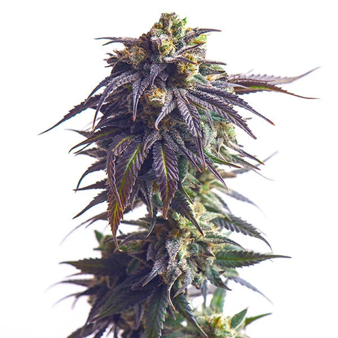 Sundae Driver - fem. - 3 Stk. -  Royal Queen Seeds
