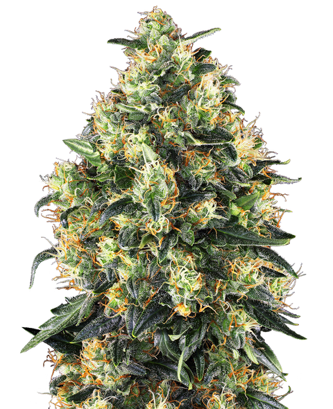 Super Skunk - auto - 3 Stk. - Sensi Seeds
