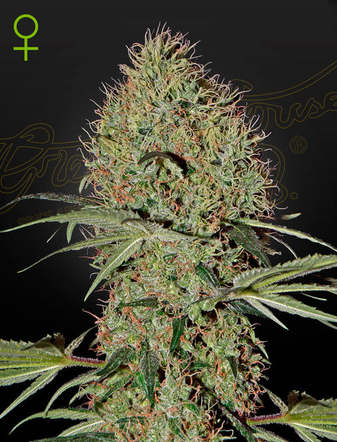 Super Bud - auto - 3 Stk. -  Green House Seeds