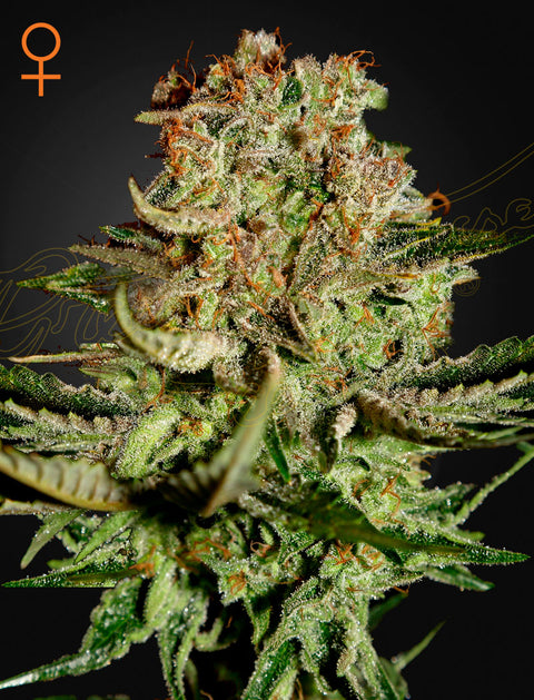 Super Bud - fem. - 3 Stk. -  Green House Seeds