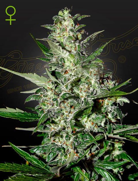 Super Critical - auto - 3 Stk. -  Green House Seeds
