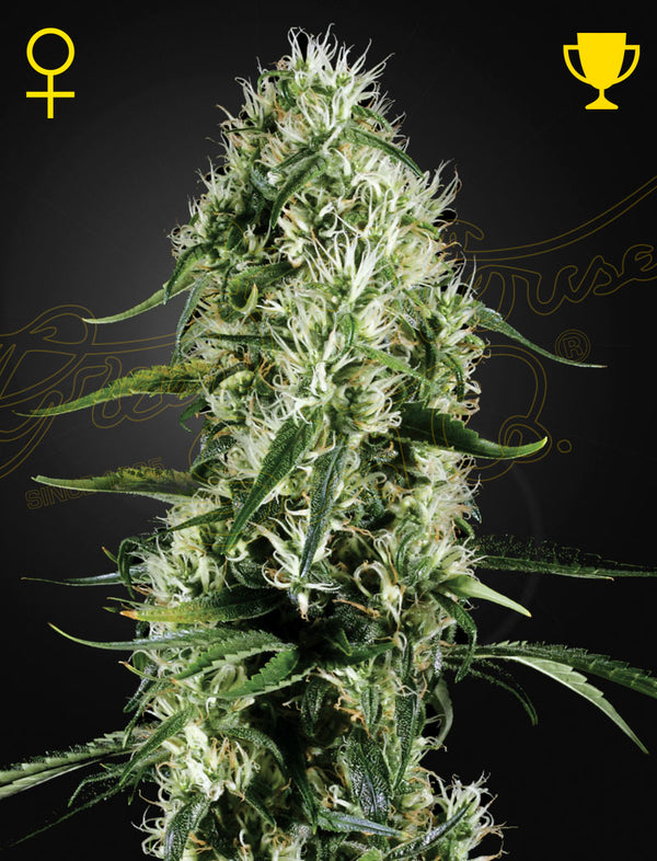 Super Silver Haze - fem. - 3 Stk. -  Green House Seeds