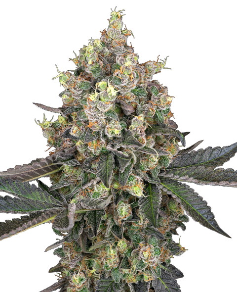 Sweet Berry Breeze - fem. - 3 Stk. - Sensi Seeds