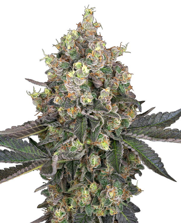 Sweet Berry Breeze - fem. - 3 Stk. - Sensi Seeds