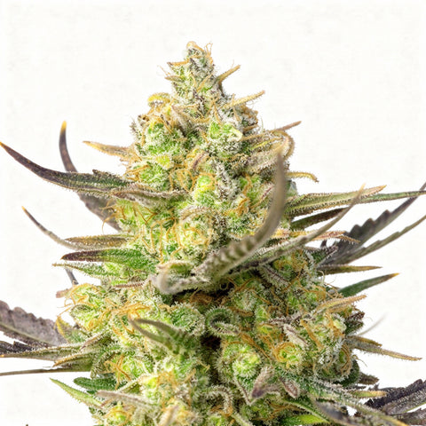 Sweet Cheese XL - auto - 3 Stk. - Sweet Seeds
