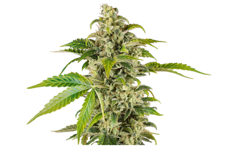 Sweet & Sour Cream - auto - 3 Stk. - Sensi Seeds