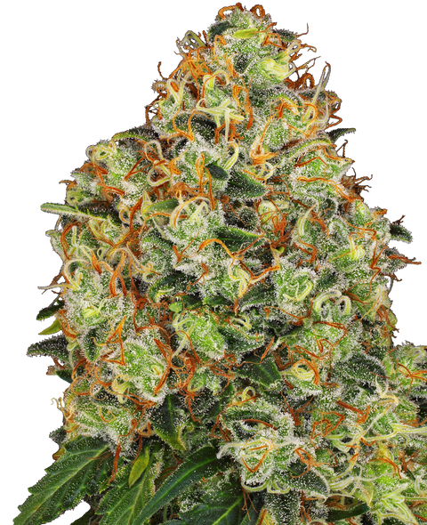 Sweet Tangerine Tango - auto - 3 Stk. - Sensi Seeds