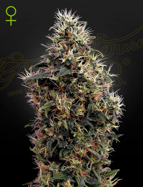 Sweet Mango - auto - 3 Stk. -  Green House Seeds