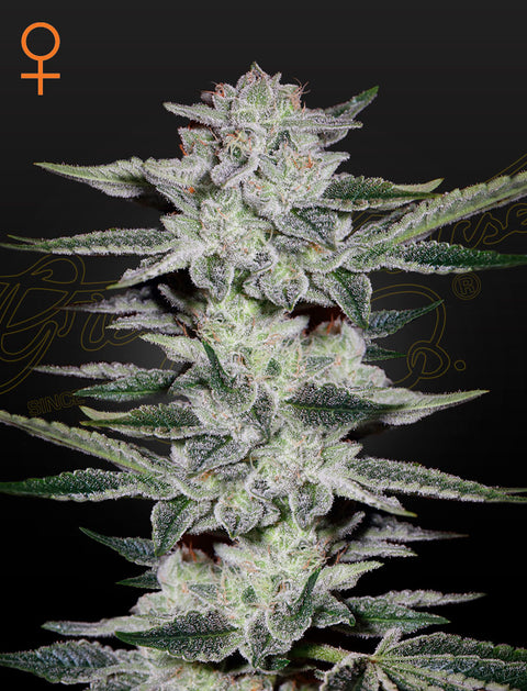 Sweet Valley Kush - fem. - 3 Stk. -  Green House Seeds