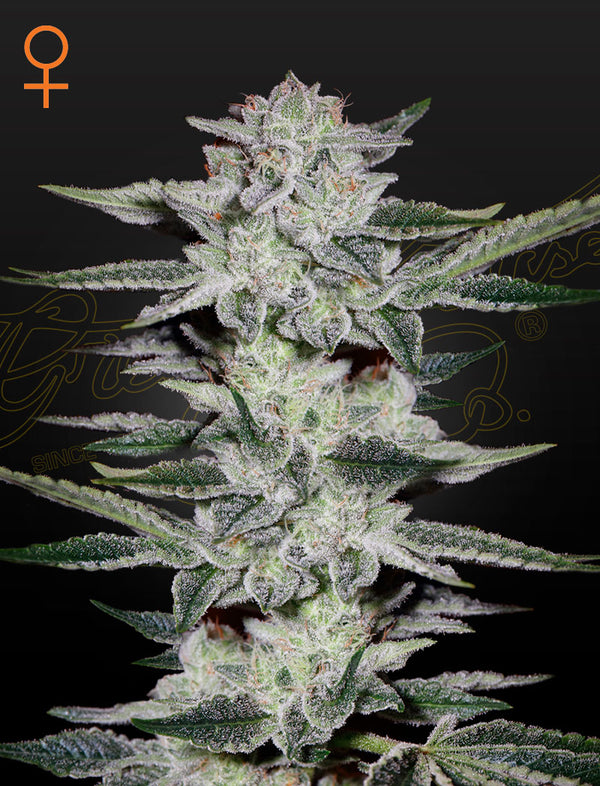 Sweet Valley Kush - fem. - 3 Stk. -  Green House Seeds