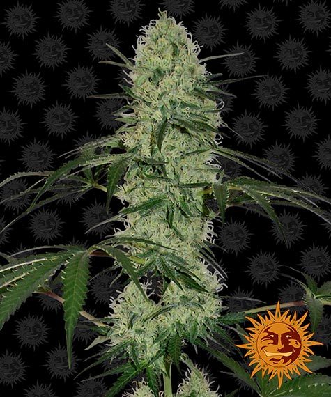 Tangerine Dream - auto - 3 Stk. - Barney's Farm