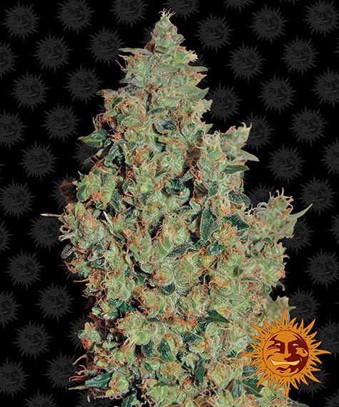 Tangerine Dream - fem. - 3 Stk. - Barney's Farm