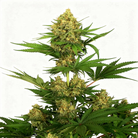 Tangerine Kush - fem - 3 Stk. - Exotic Seeds