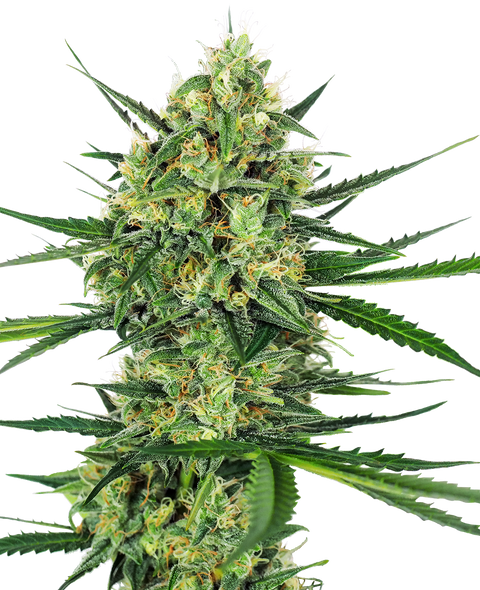 Tangerine Sugar ®  - fem. - 3 Stk. - Sensi Seeds