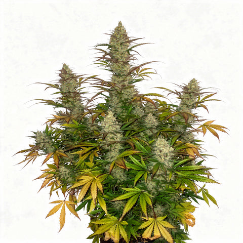 Tangie Auto - auto - 3 Stk. - 420 Fast Buds