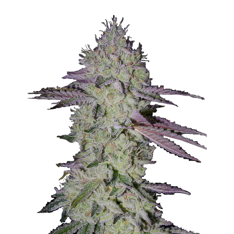 Tarte Tatin - fem. - 3 Stk. -  Green House Seeds