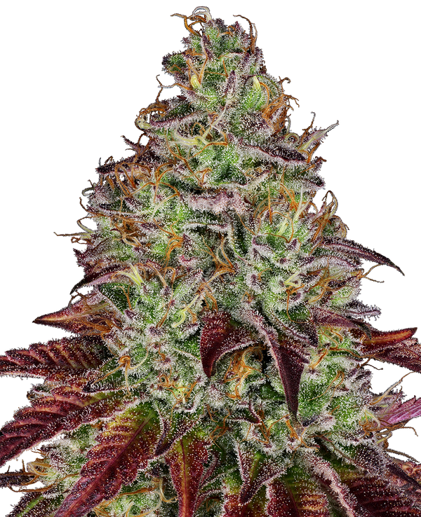 Tezla OG - fem. - 3 Stk. - Sensi Seeds