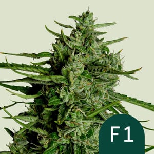 Titan F1 - auto - 3 Stk. -  Royal Queen Seeds