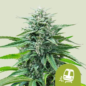 Trainwreck - auto - 3 Stk. -  Royal Queen Seeds