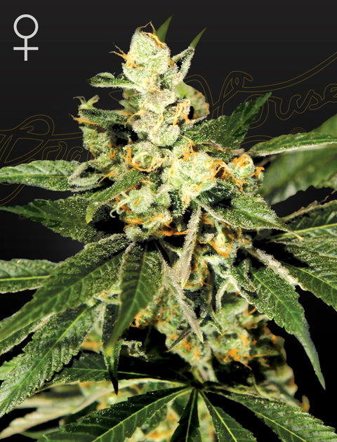 Trainwreck - fem. - 3 Stk. -  Green House Seeds