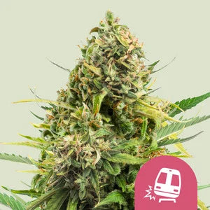 Trainwreck - fem. - 3 Stk. -  Royal Queen Seeds