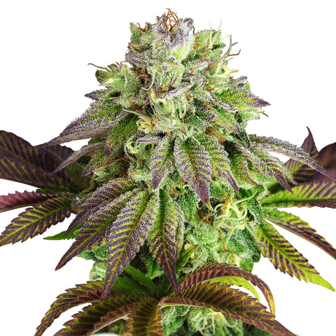 Tripple G - fem. - 3 Stk. -  Royal Queen Seeds