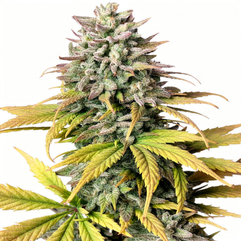 Tropicana Cookies Auto - auto - 3 Stk. - 420 Fast Buds