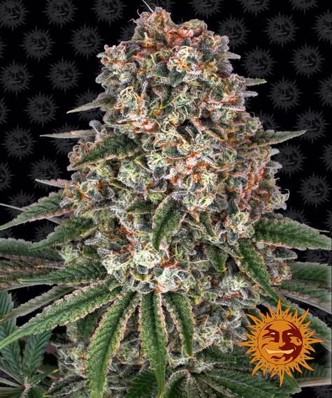 Tropicanna Banana - fem. - 3 Stk. - Barney's Farm