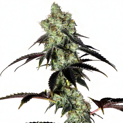 True Angel - fem - 5 Stk. - Botafarm