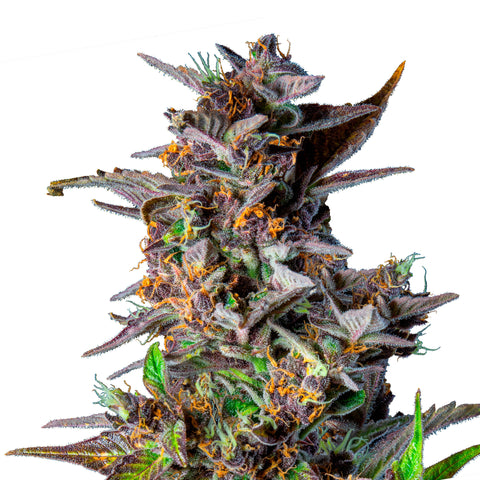 Watermelon - auto - 3 Stk. -  Royal Queen Seeds